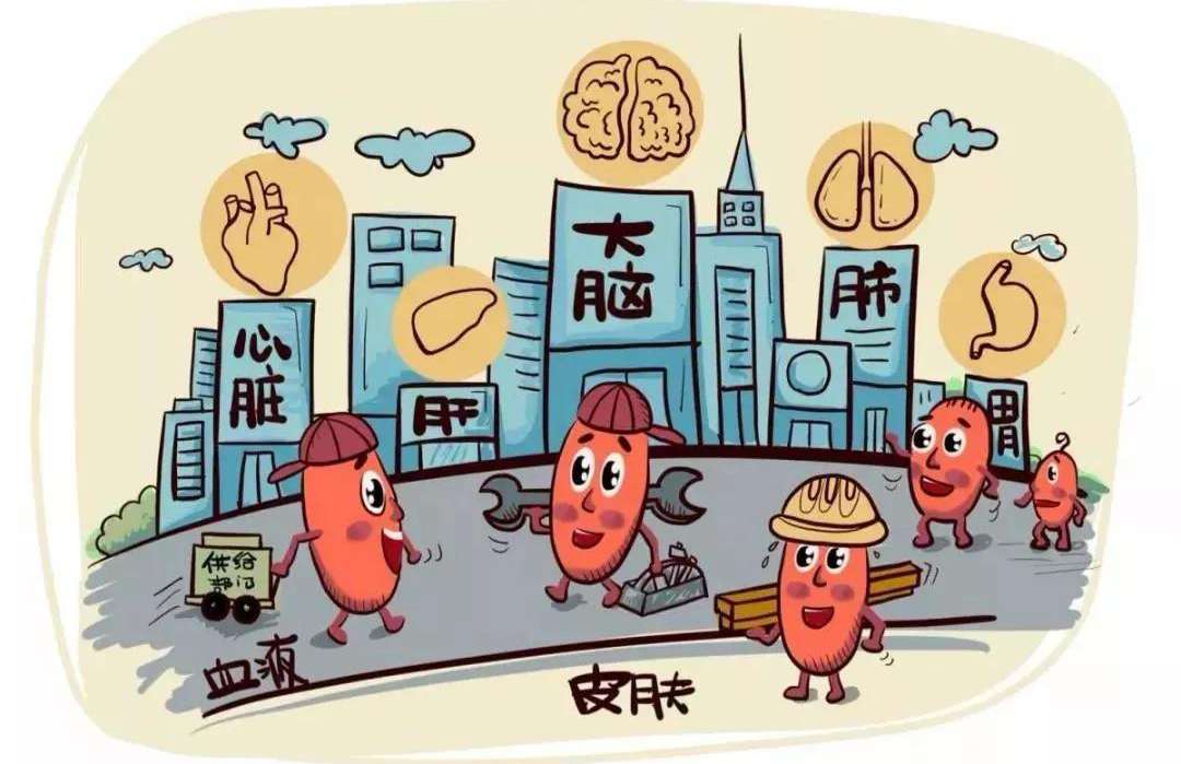 《肠活生活》| 蔬菜是怎样被消化、吸收的呢？